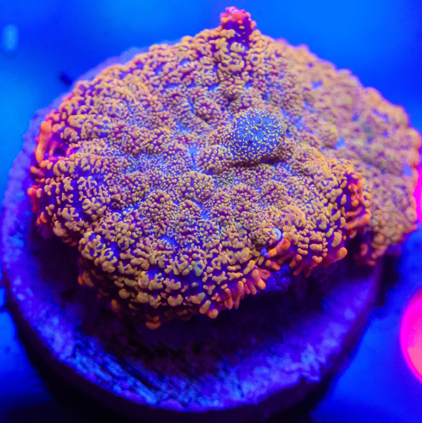 AOA Sun God Rhodactis Mushroom