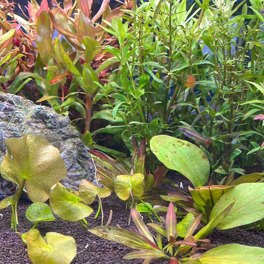 Easy Beginner Plant pack