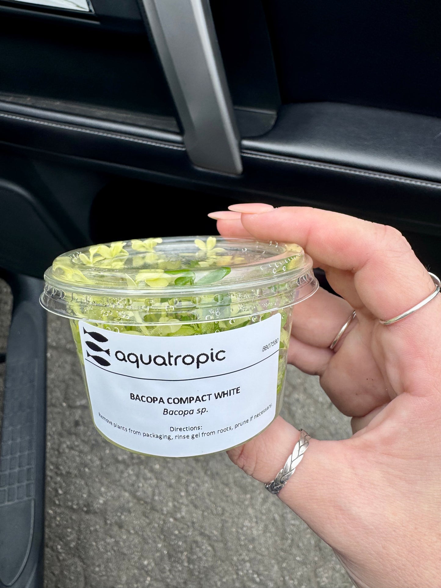 RARE! Bacopa Compact White Tissue Culture