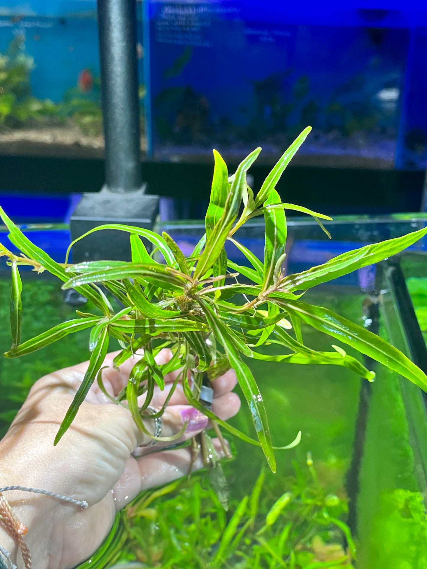 Hygrophylia araguaia