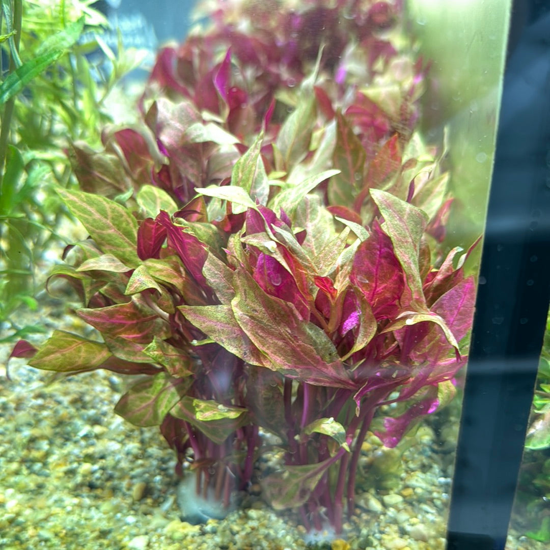 Red Plant pack