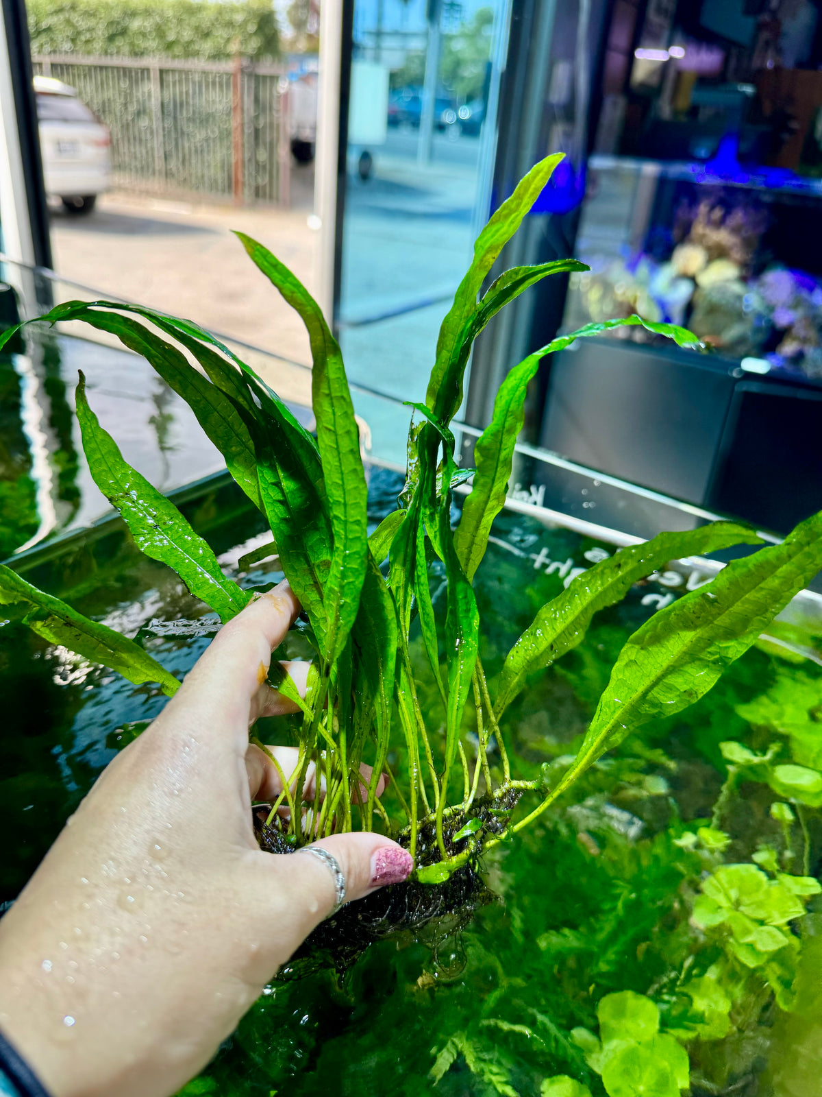 Java Fern