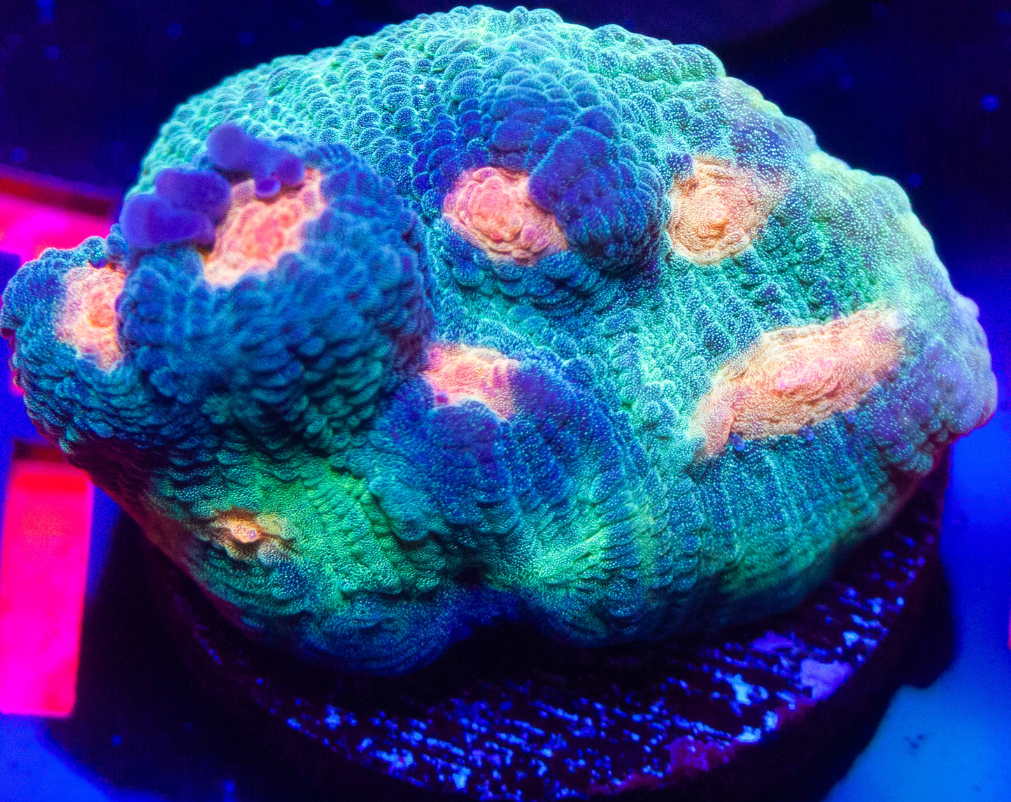 Space Monster Mycedium