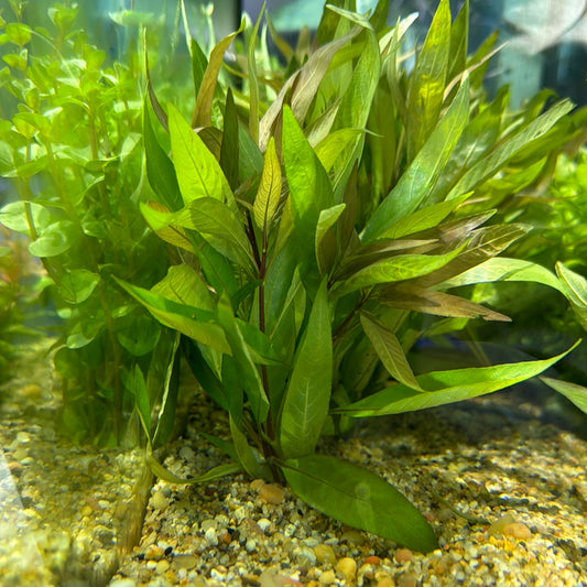 Hygro Willow (Hygrophila angustifolia)