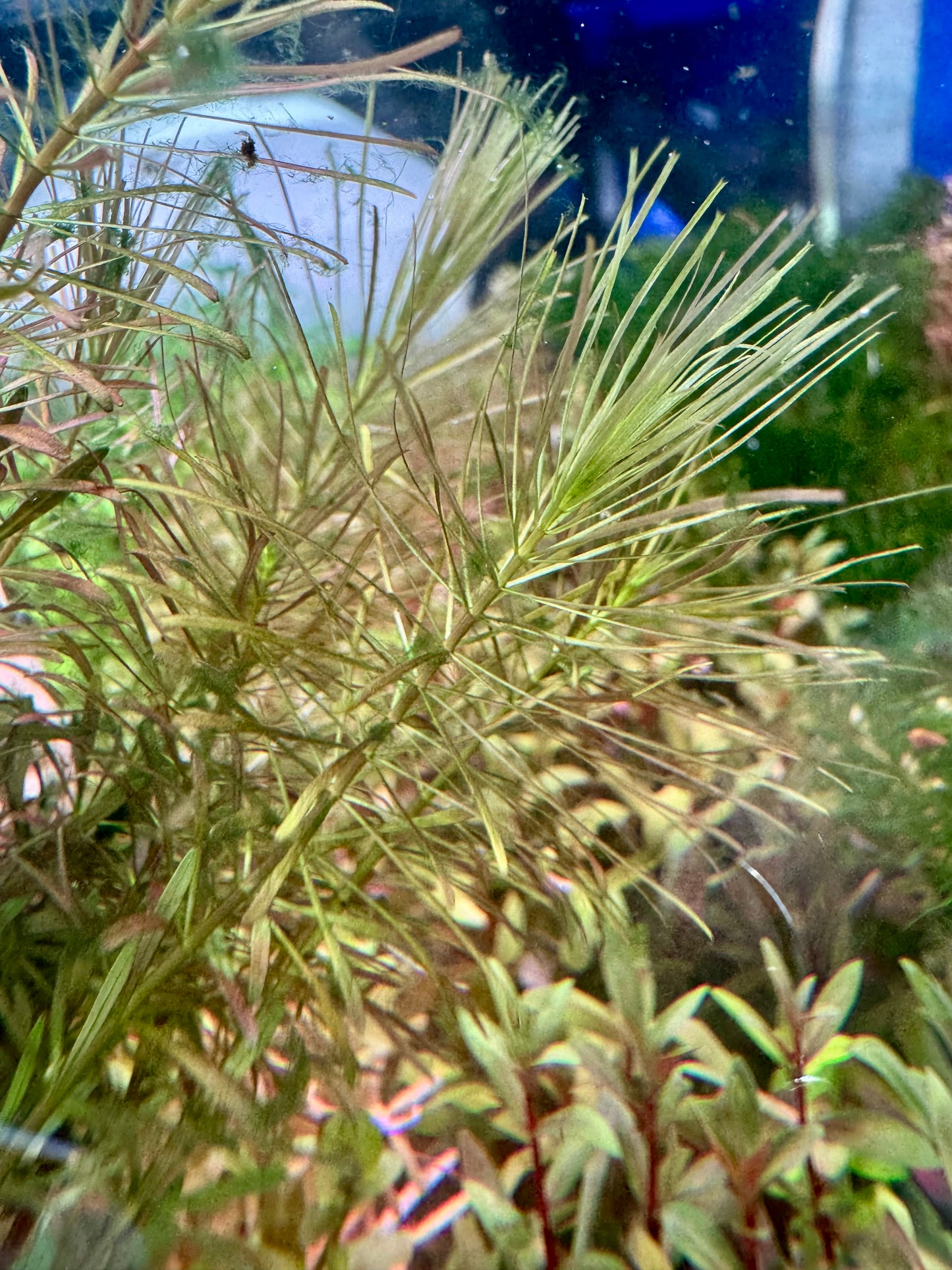 Rotala Bossii
