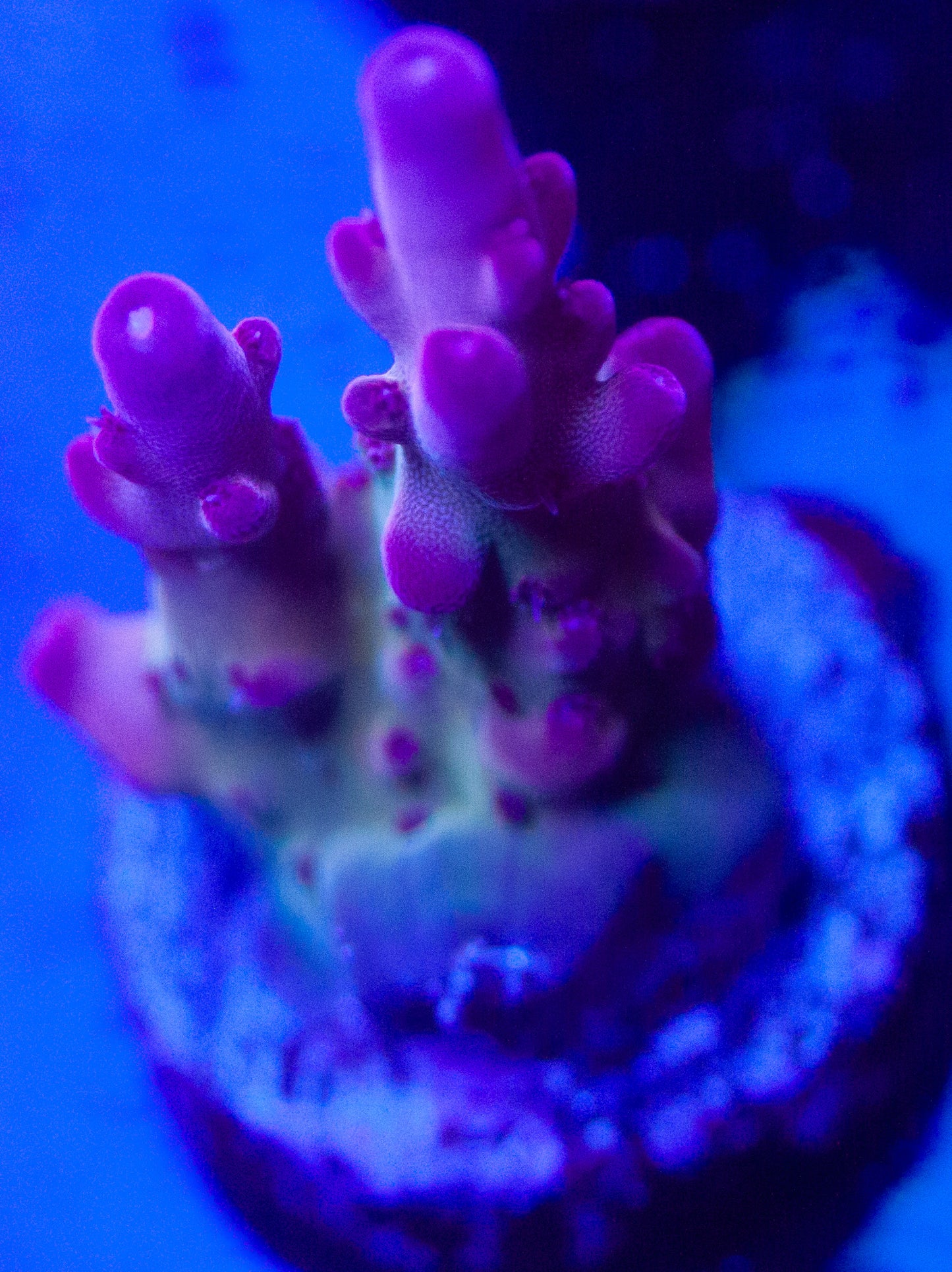 AOA Purple Haze Granulosa