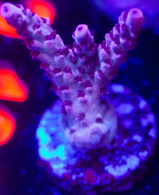 AOA Purple Kush Acro