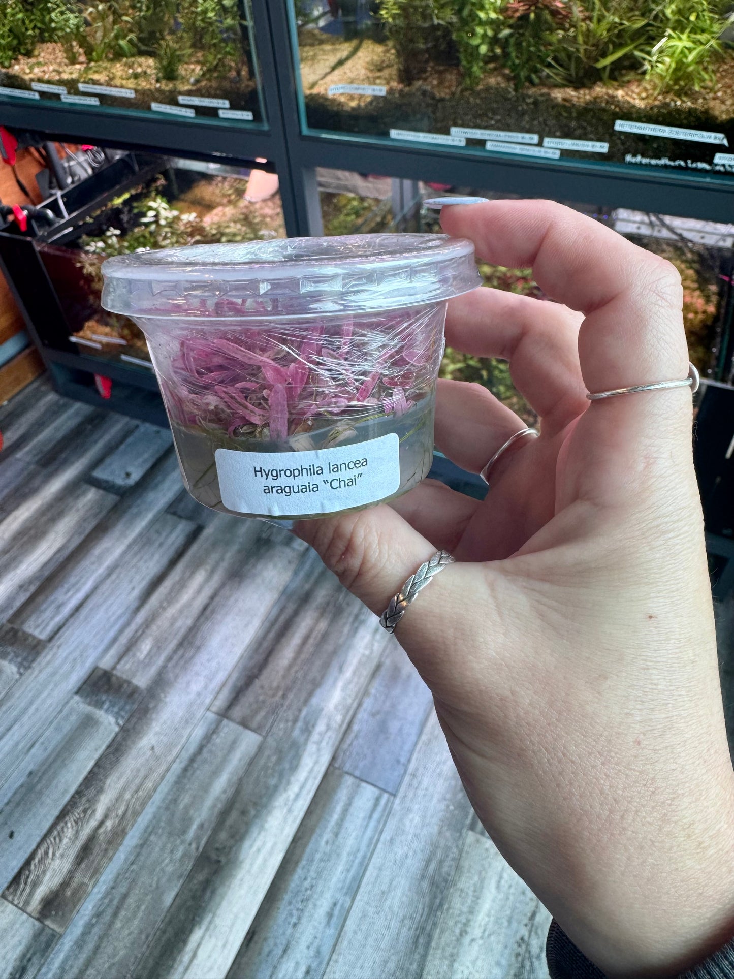 RARE! Hygrophila Lancea Araguaia “chai” Tissue Culture