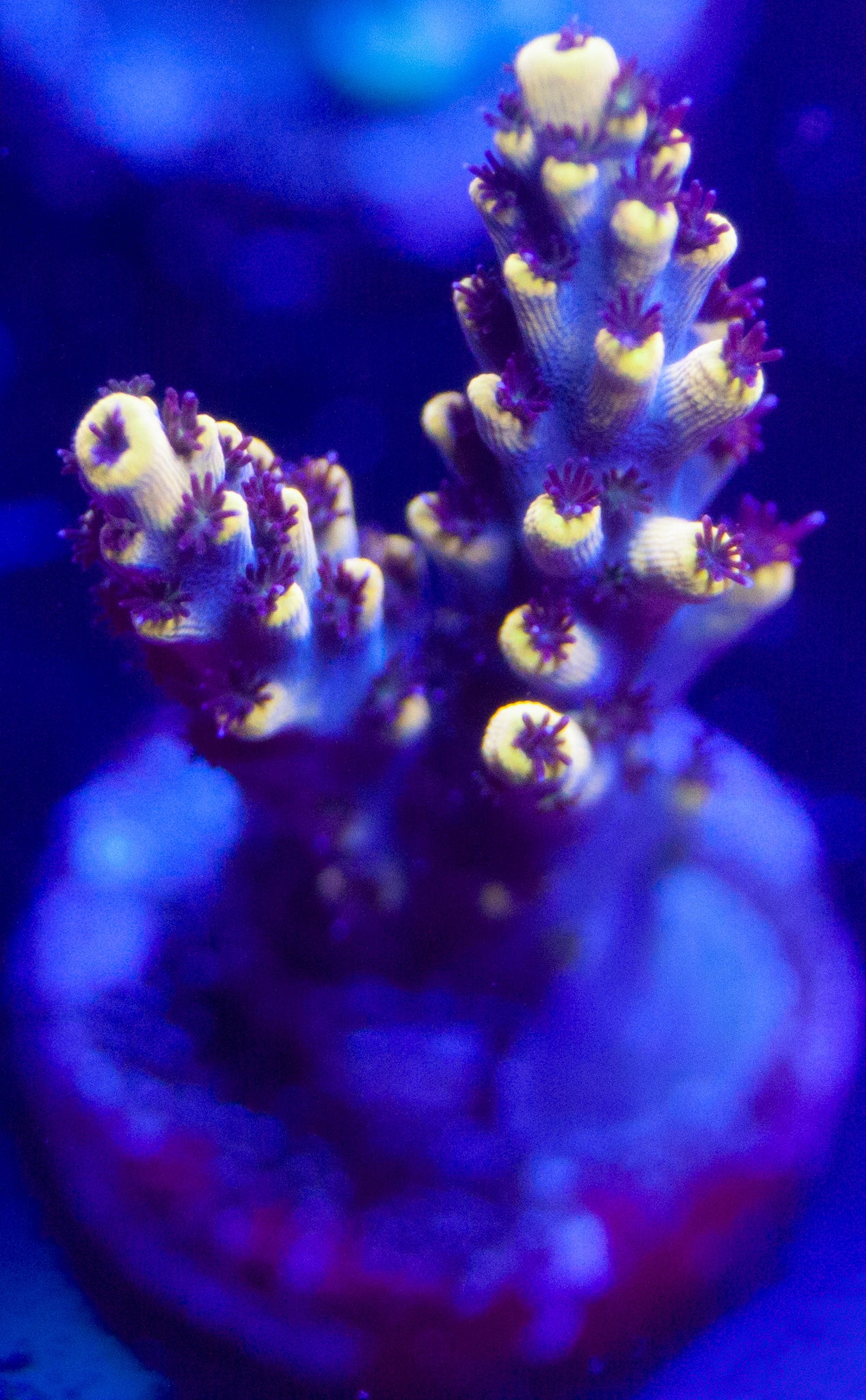 AOA Wolf Mother Acro