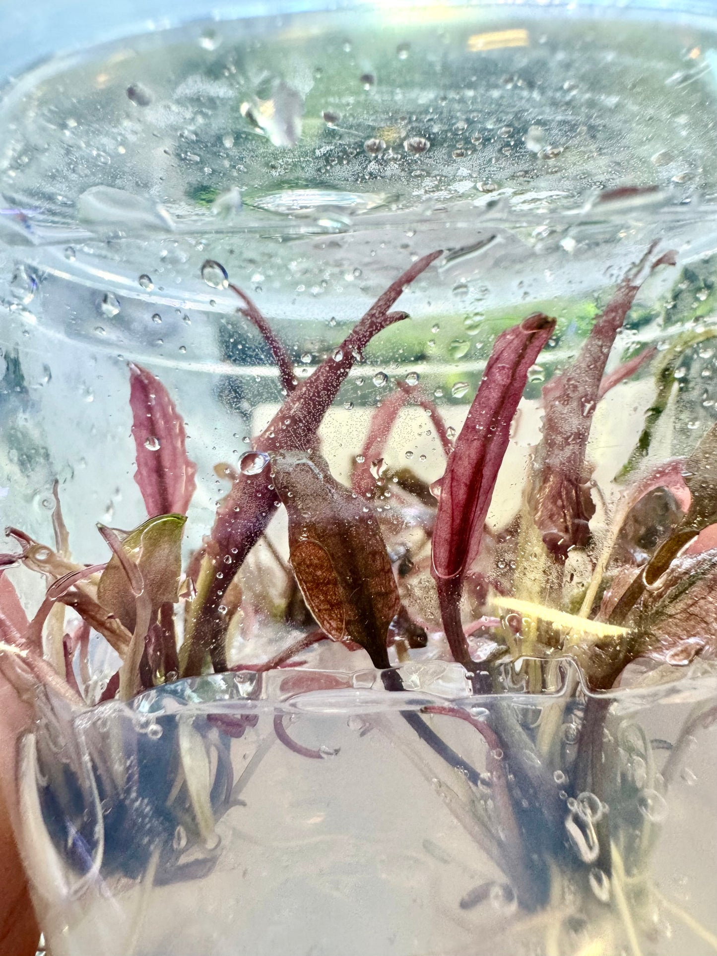 Flamingo Crypt Tissue Culture