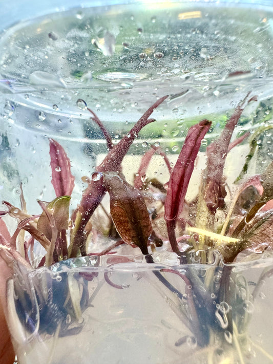 Flamingo Crypt Tissue Culture