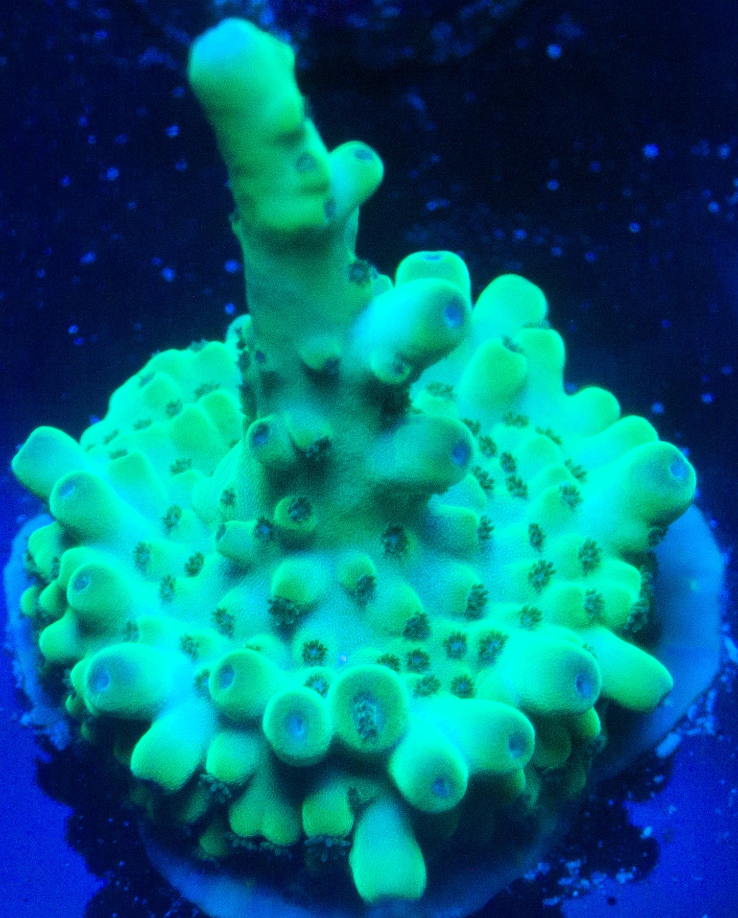 AOA Alien Finger Acro