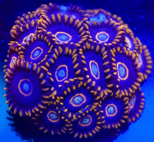 Blue Hornet Zoanthids