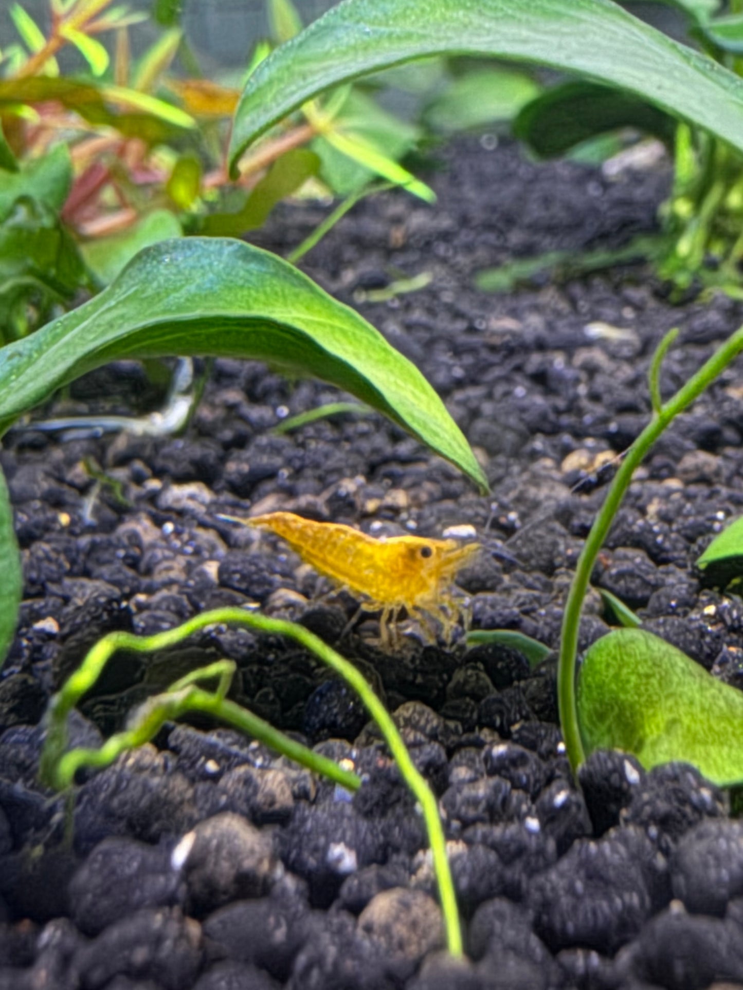 Neocaridina Pumpkin Shrimp