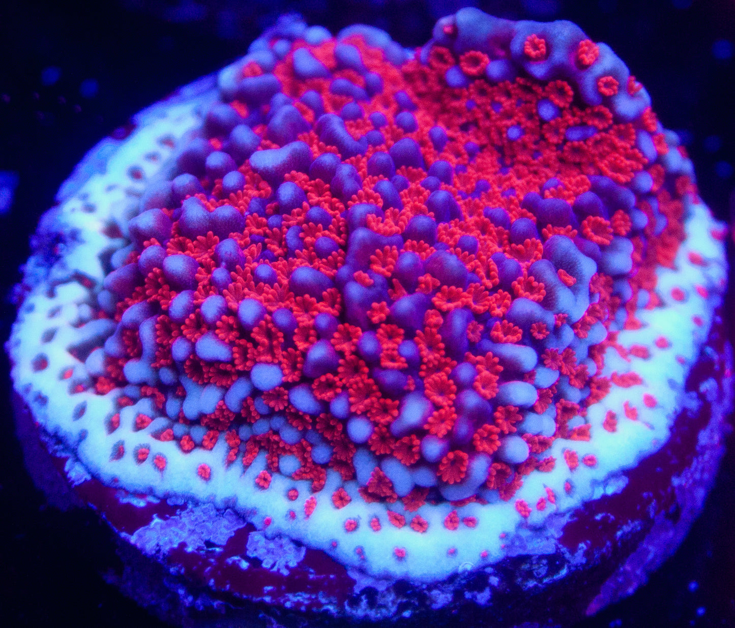 AOA Avengers Montipora