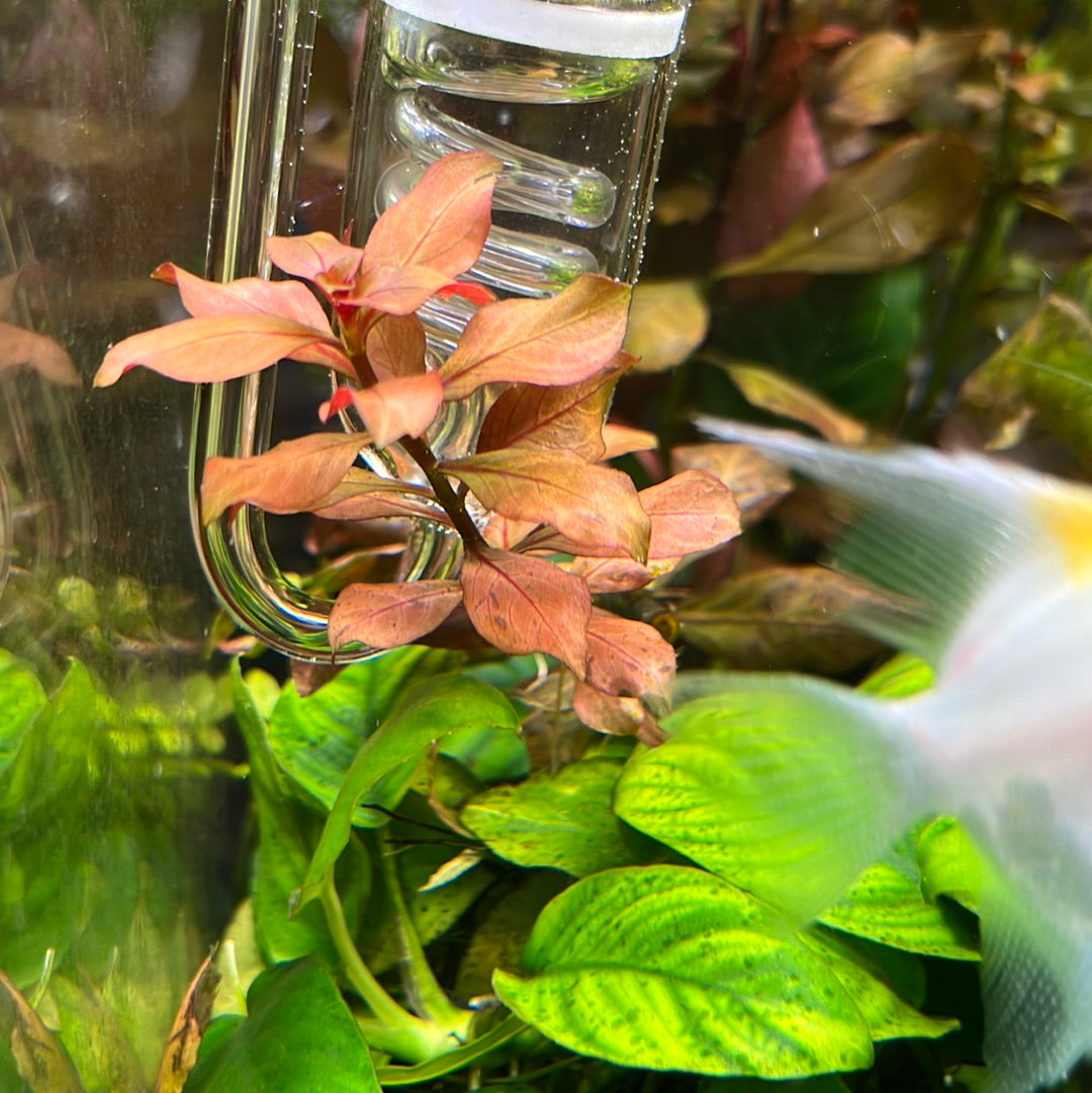 Red Plant pack