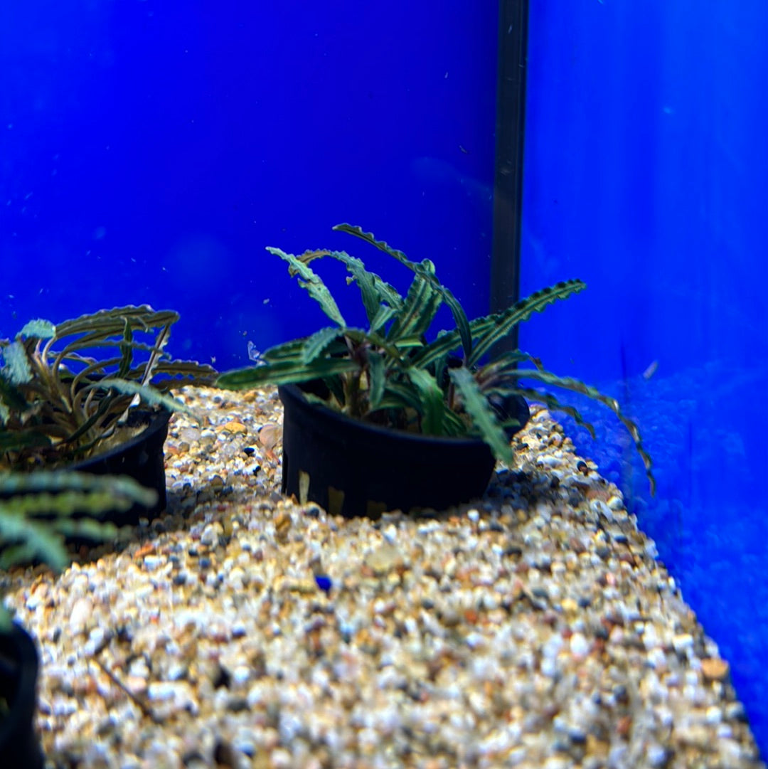 Rare! Bucephalandra Tricolor Velvet