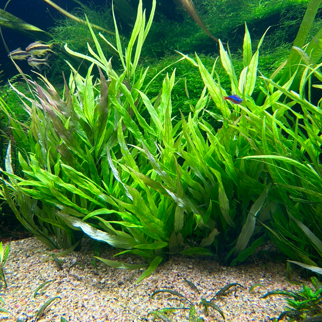 Hygro Willow (Hygrophila angustifolia)