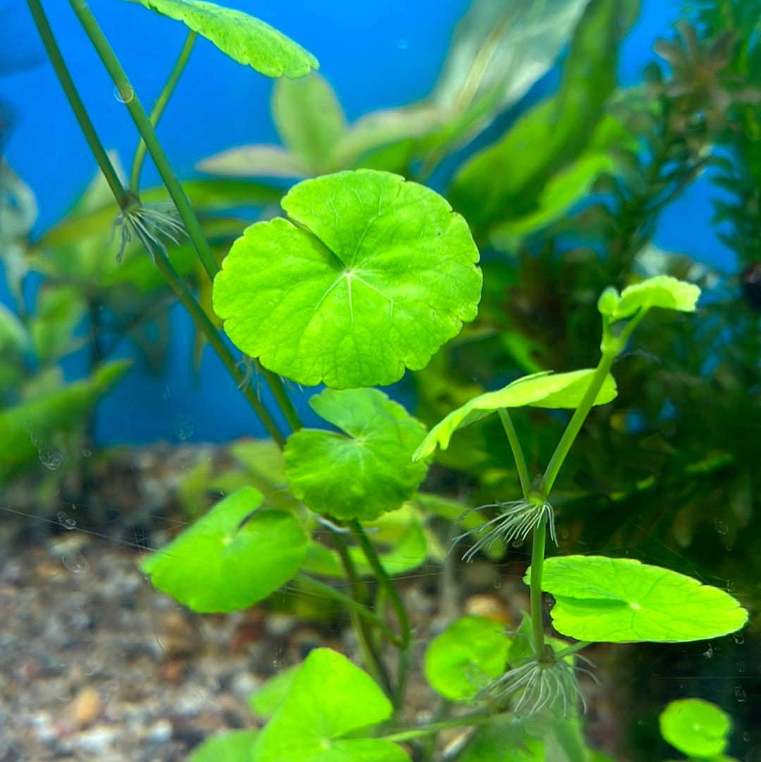 Easy Beginner Plant pack