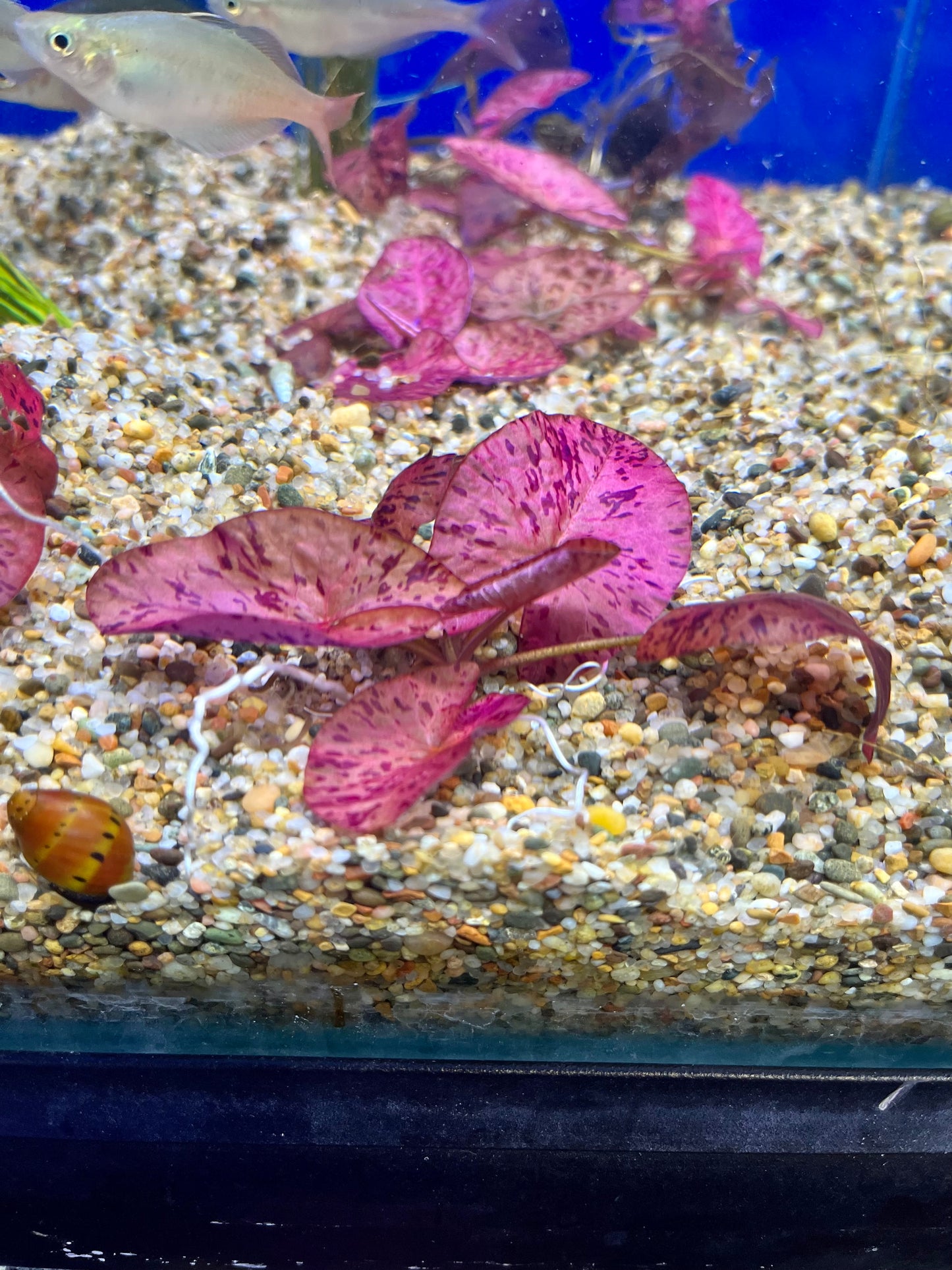 Red Tiger Lotus