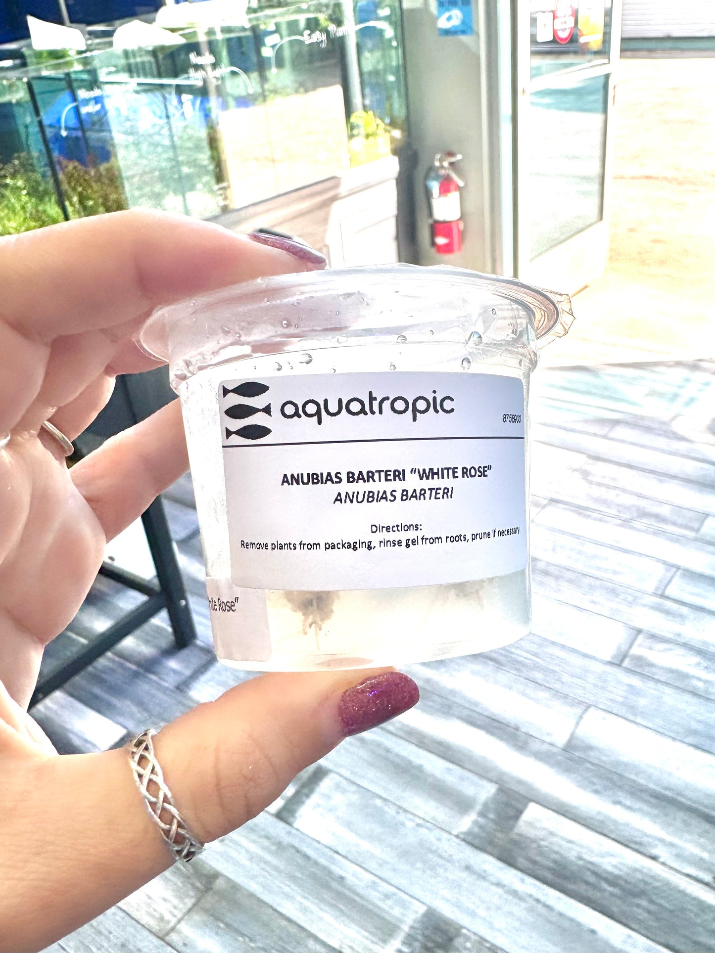 RARE! Anubias White Rose Tissue Culture