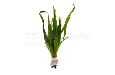 Narrow leaf Fern