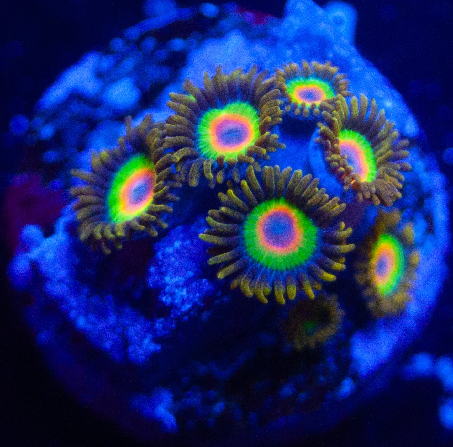 Rasta Zoanthids