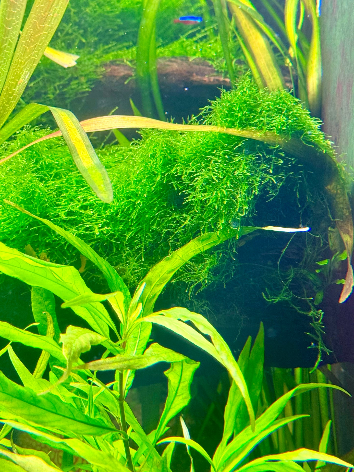 Christmas Moss portion