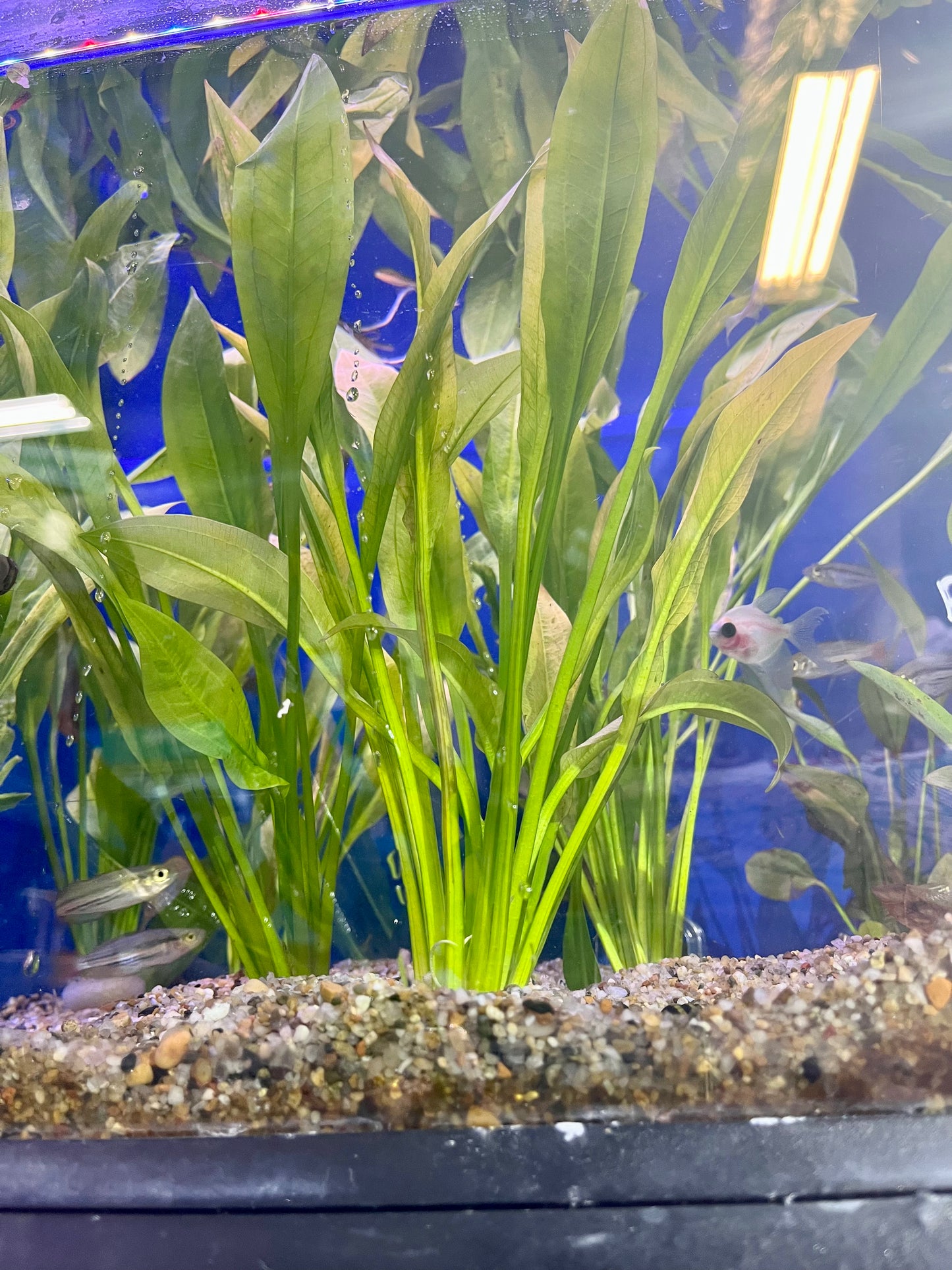 Amazon Sword