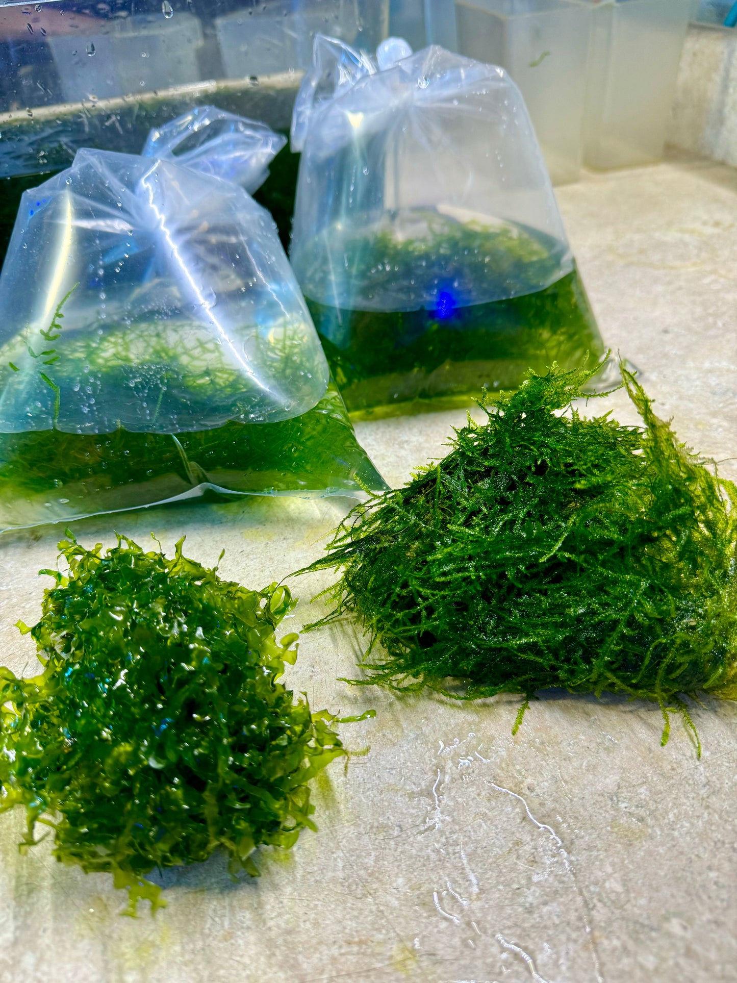 Subwassertang portion