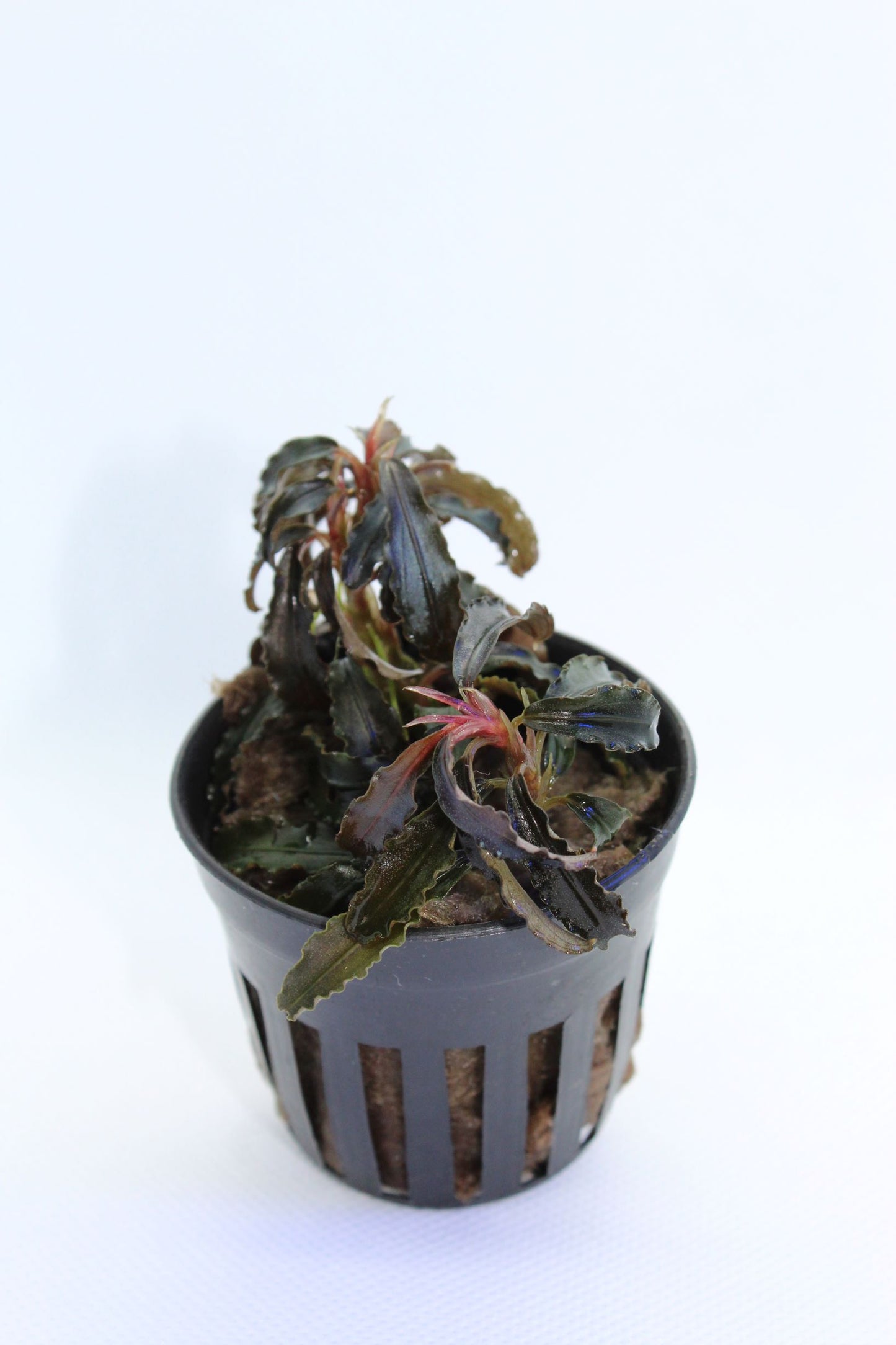 Bucephalandra Godzilla