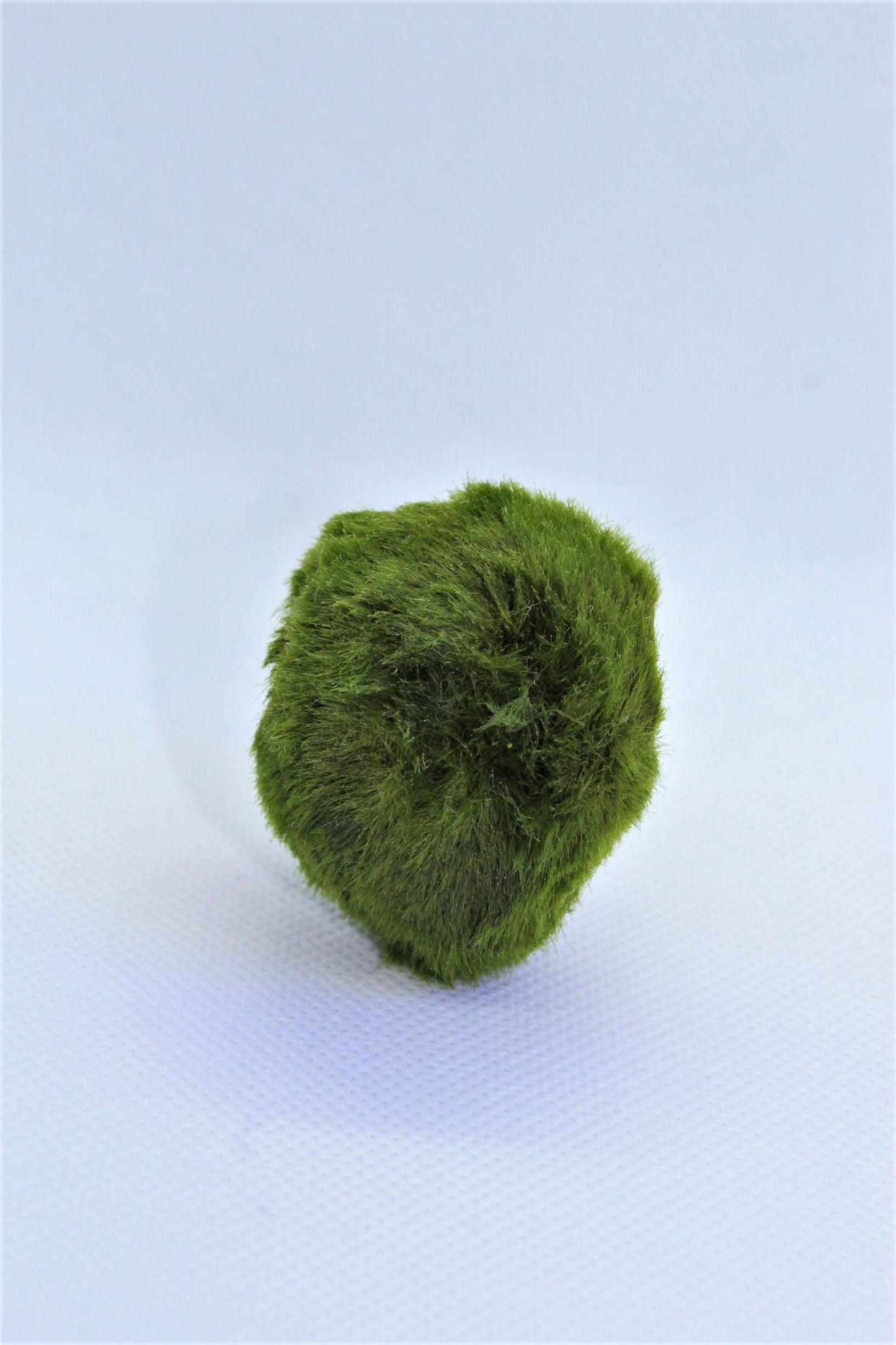 Marimo Moss Ball
