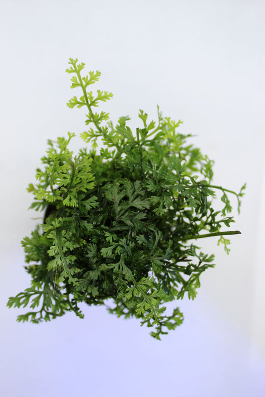 Bolbitus Difformis Mini Fern