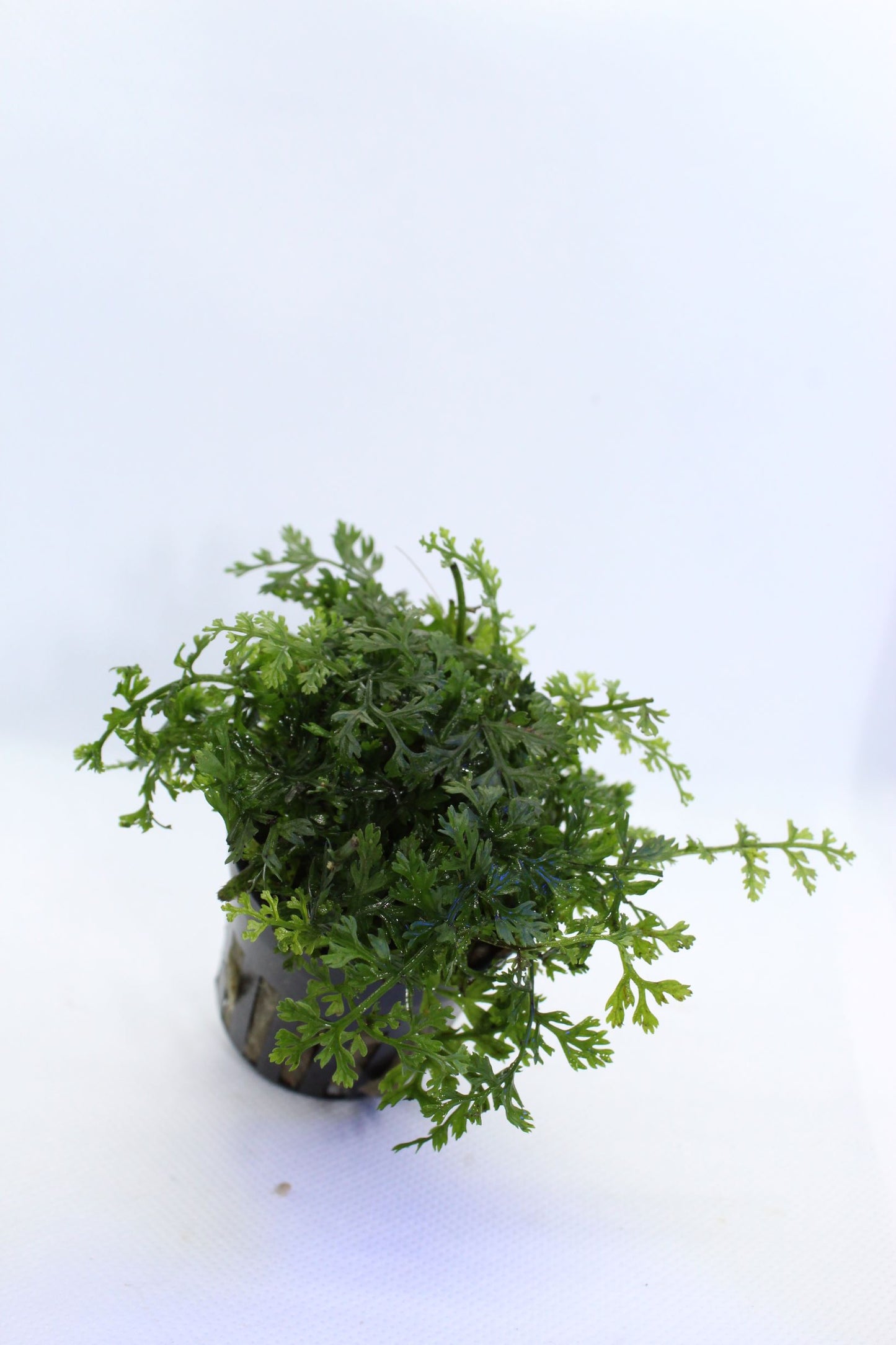 Bolbitus Difformis Mini Fern