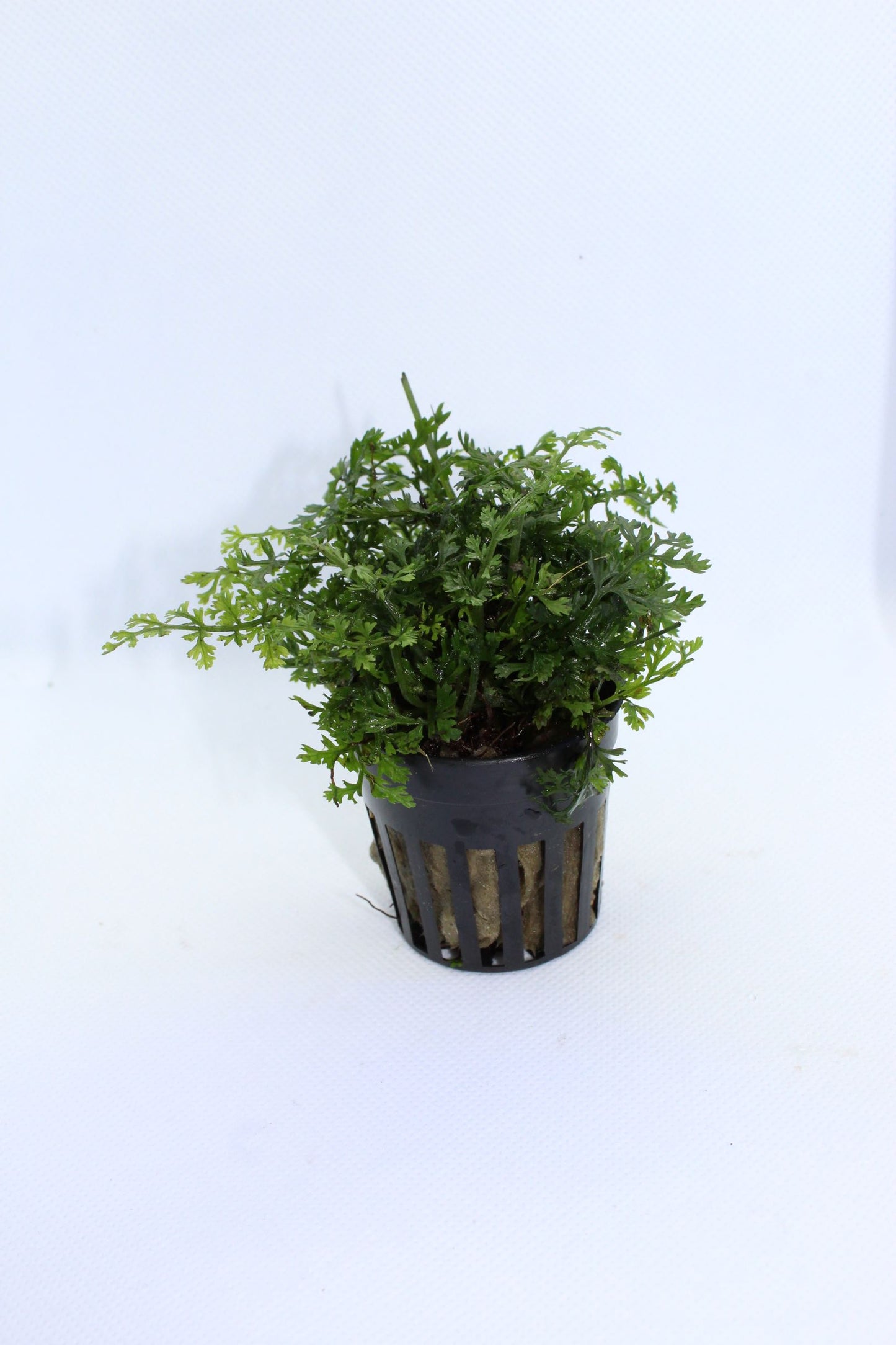 Bolbitus Difformis Mini Fern