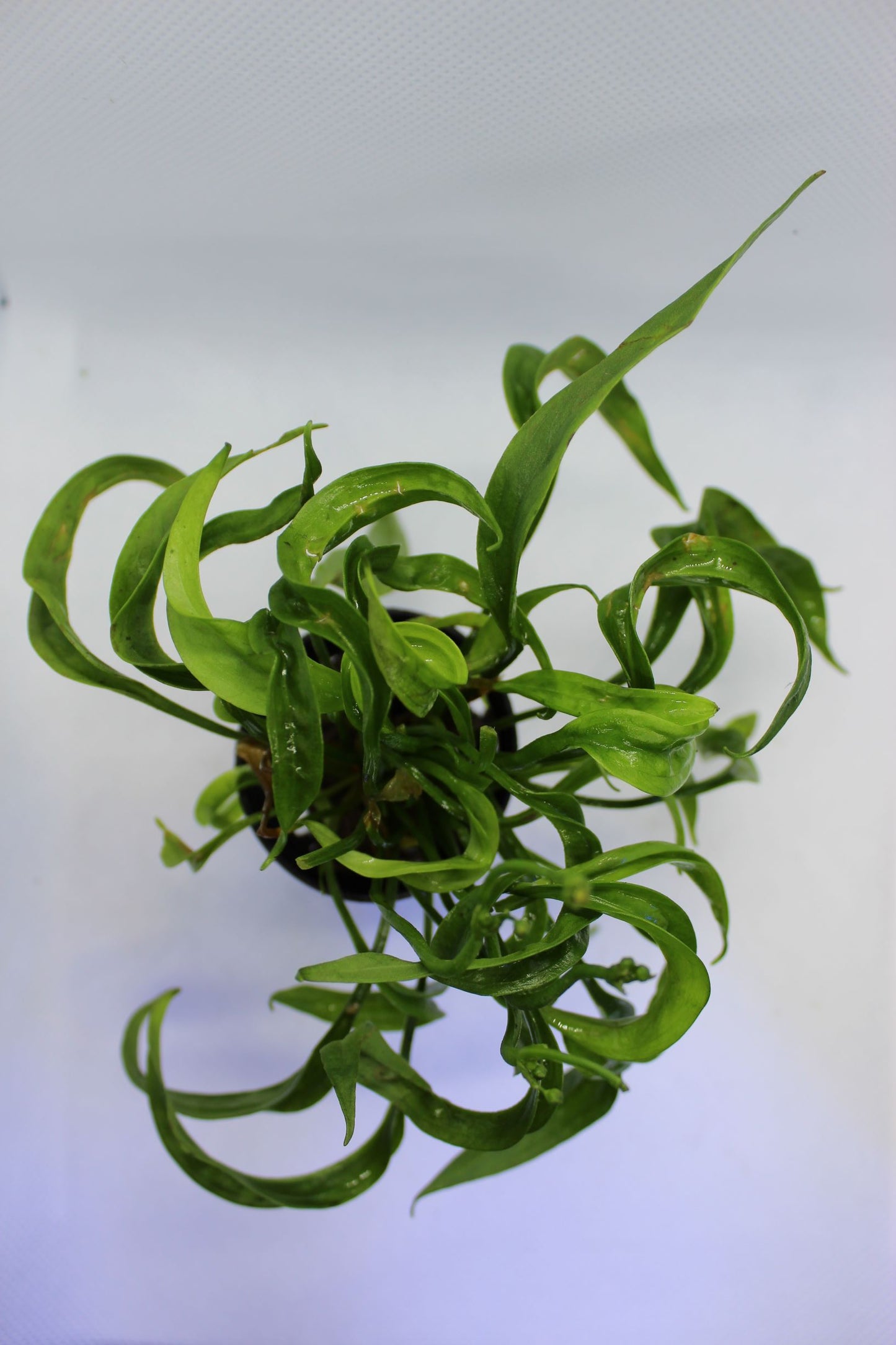 Helanthium Vesuvius (Echinodorus)