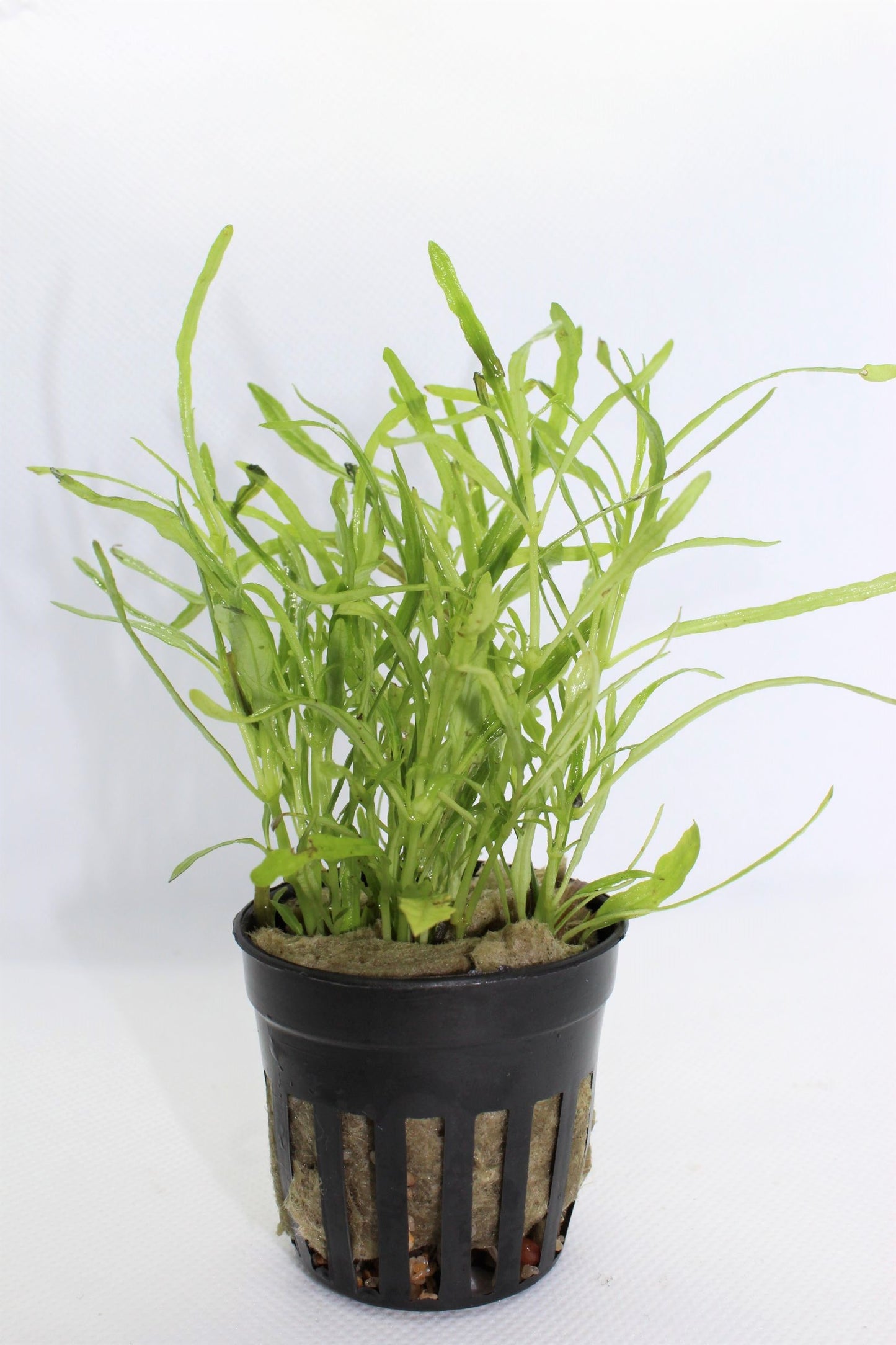 Hemigraphis Repanda Potted