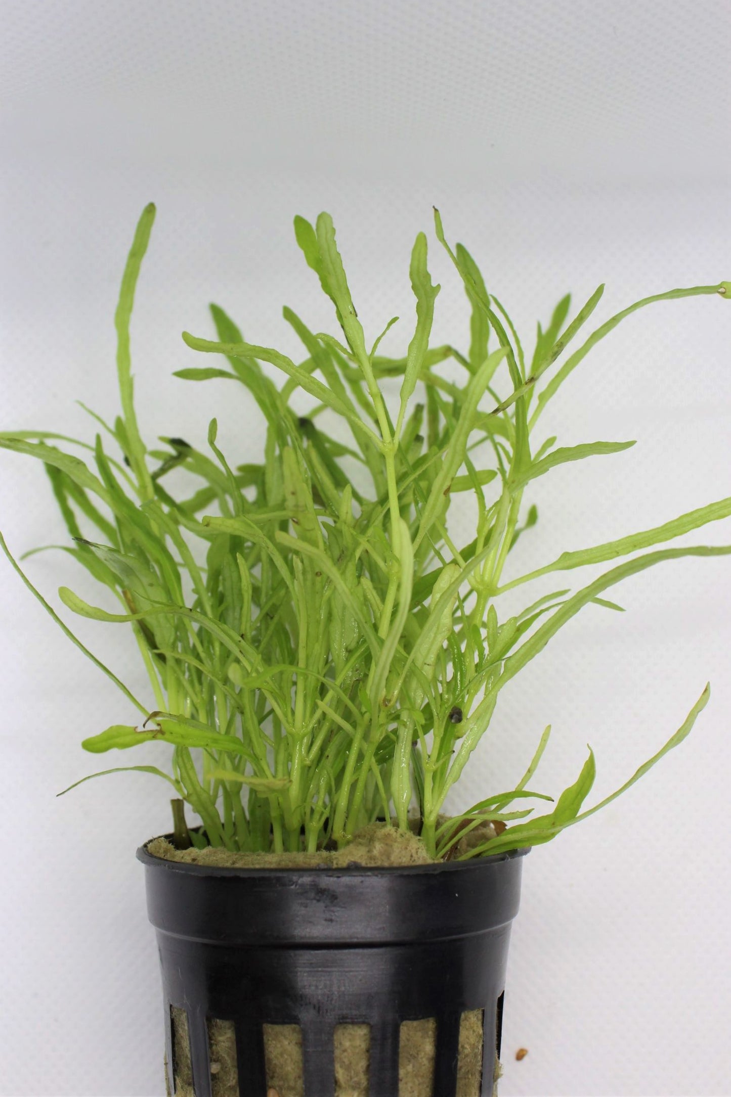 Hemigraphis Repanda Potted