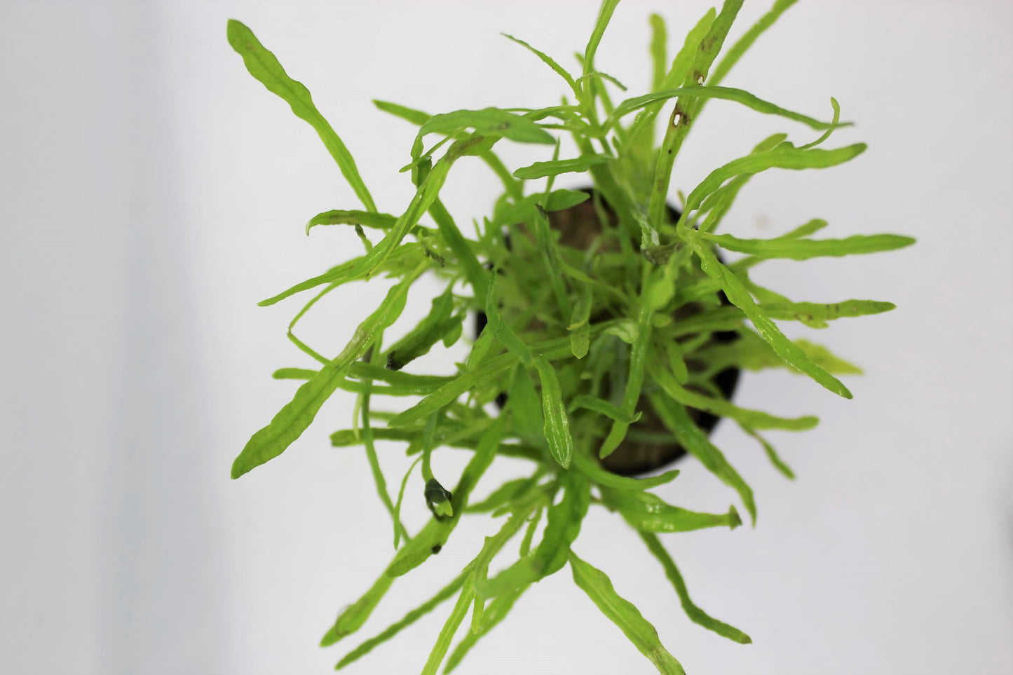 Hemigraphis Repanda Potted