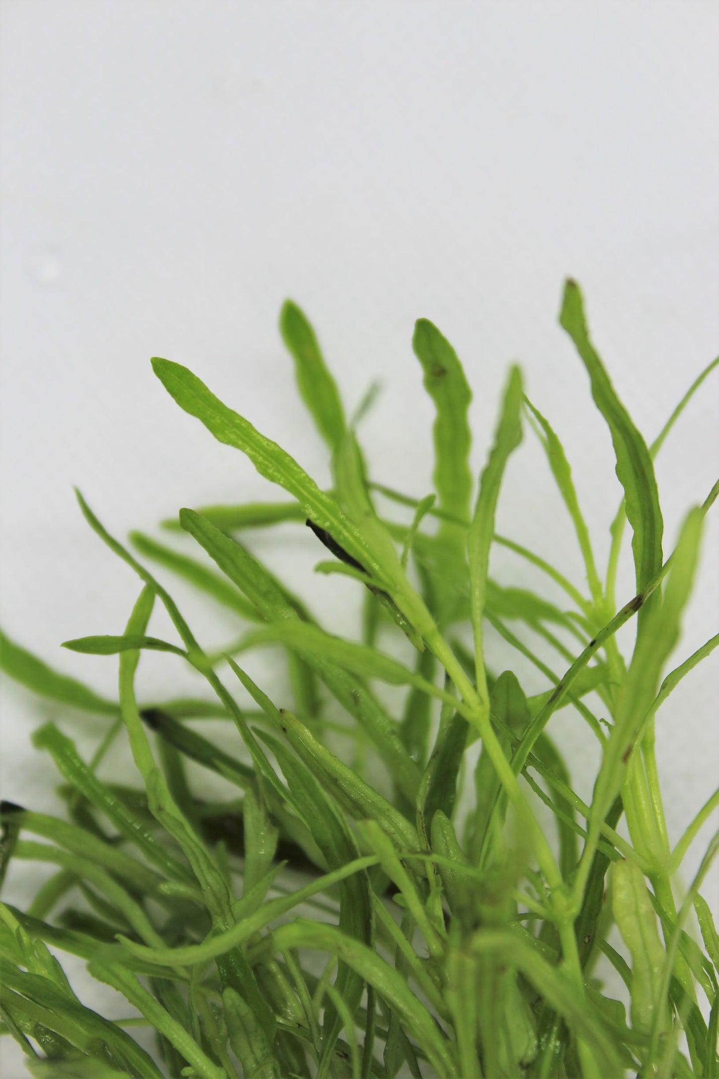 Hemigraphis Repanda Potted