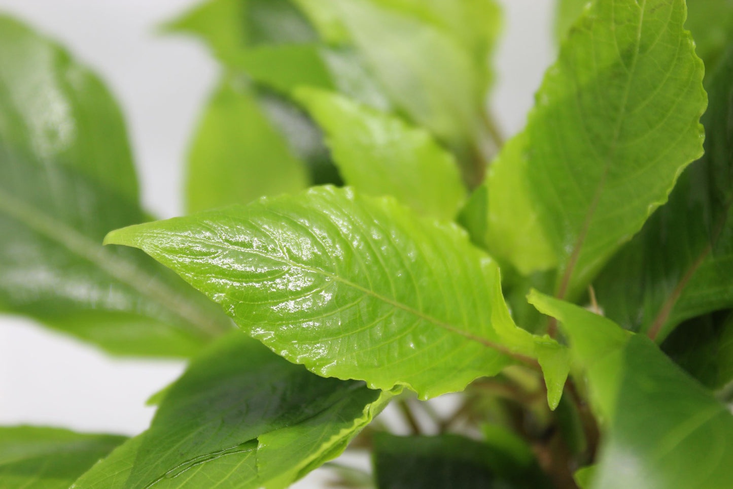 Hygrophila Compact (Nomaphila Siamensis)