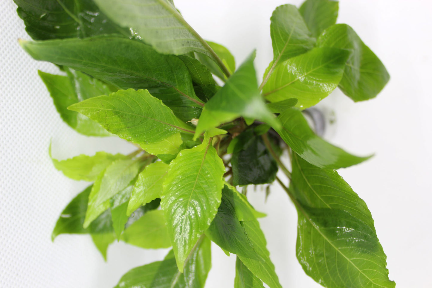 Hygrophila Compact (Nomaphila Siamensis)