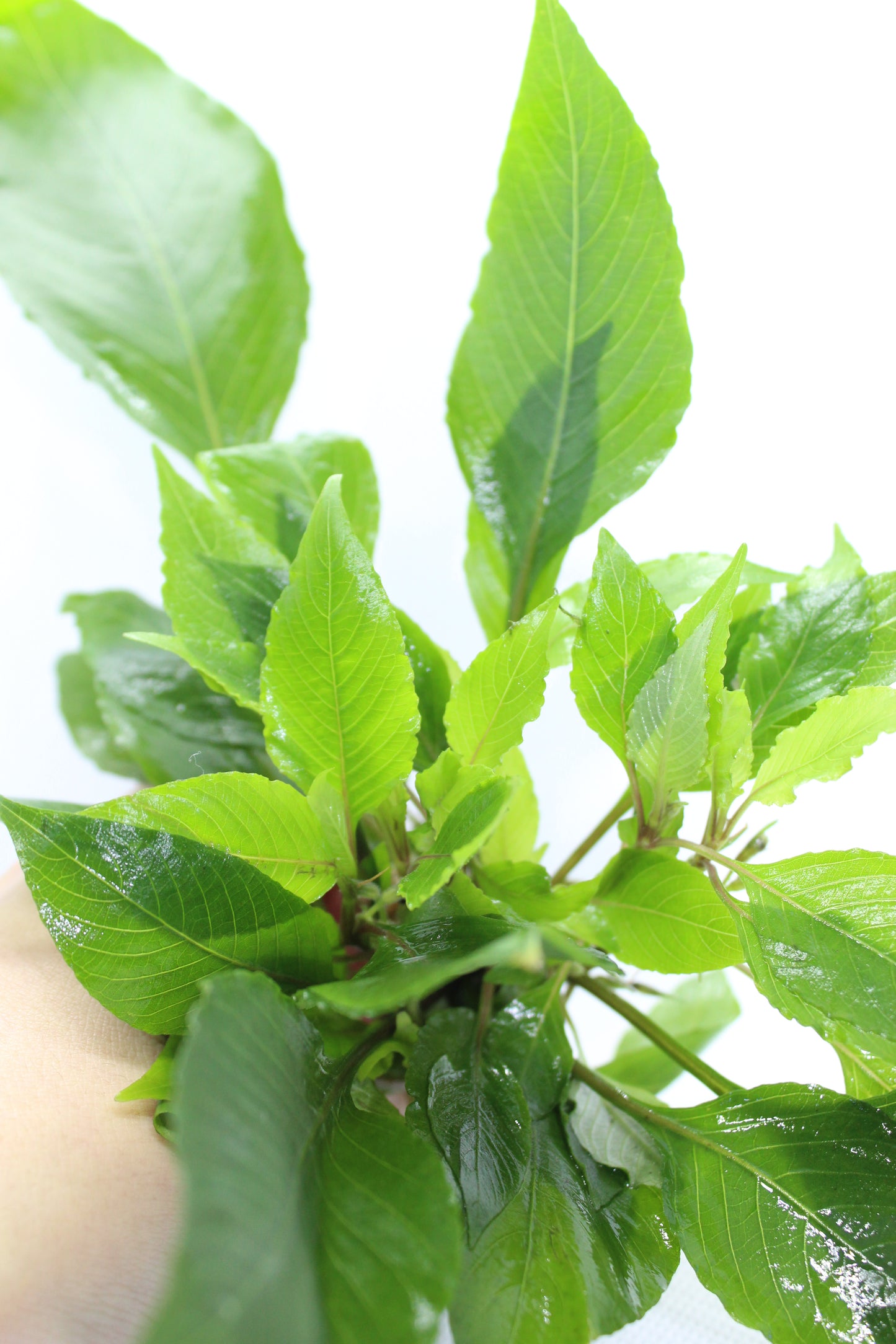 Hygrophila Compact (Nomaphila Siamensis)