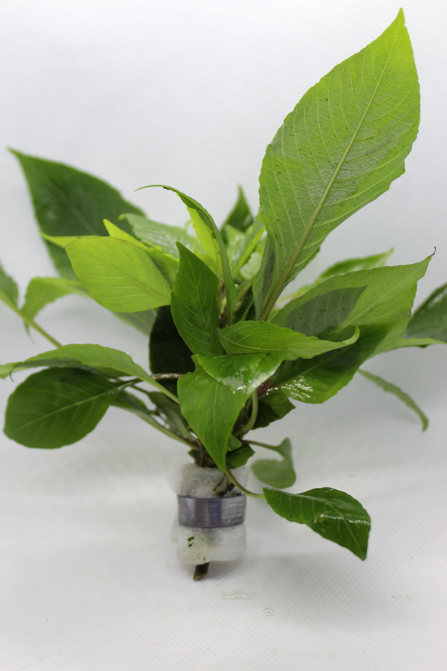 Hygrophila Compact (Nomaphila Siamensis)