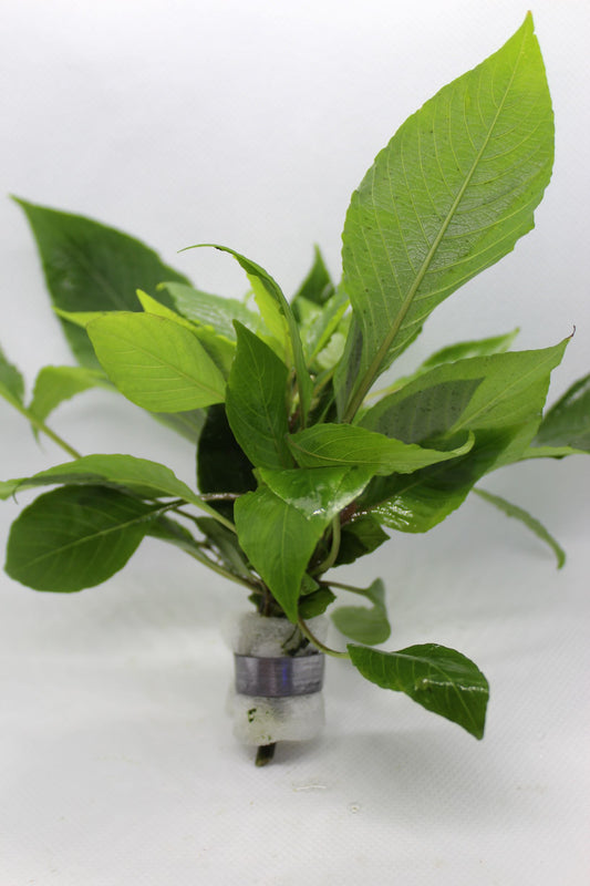 Hygrophila Compact (Nomaphila Siamensis)
