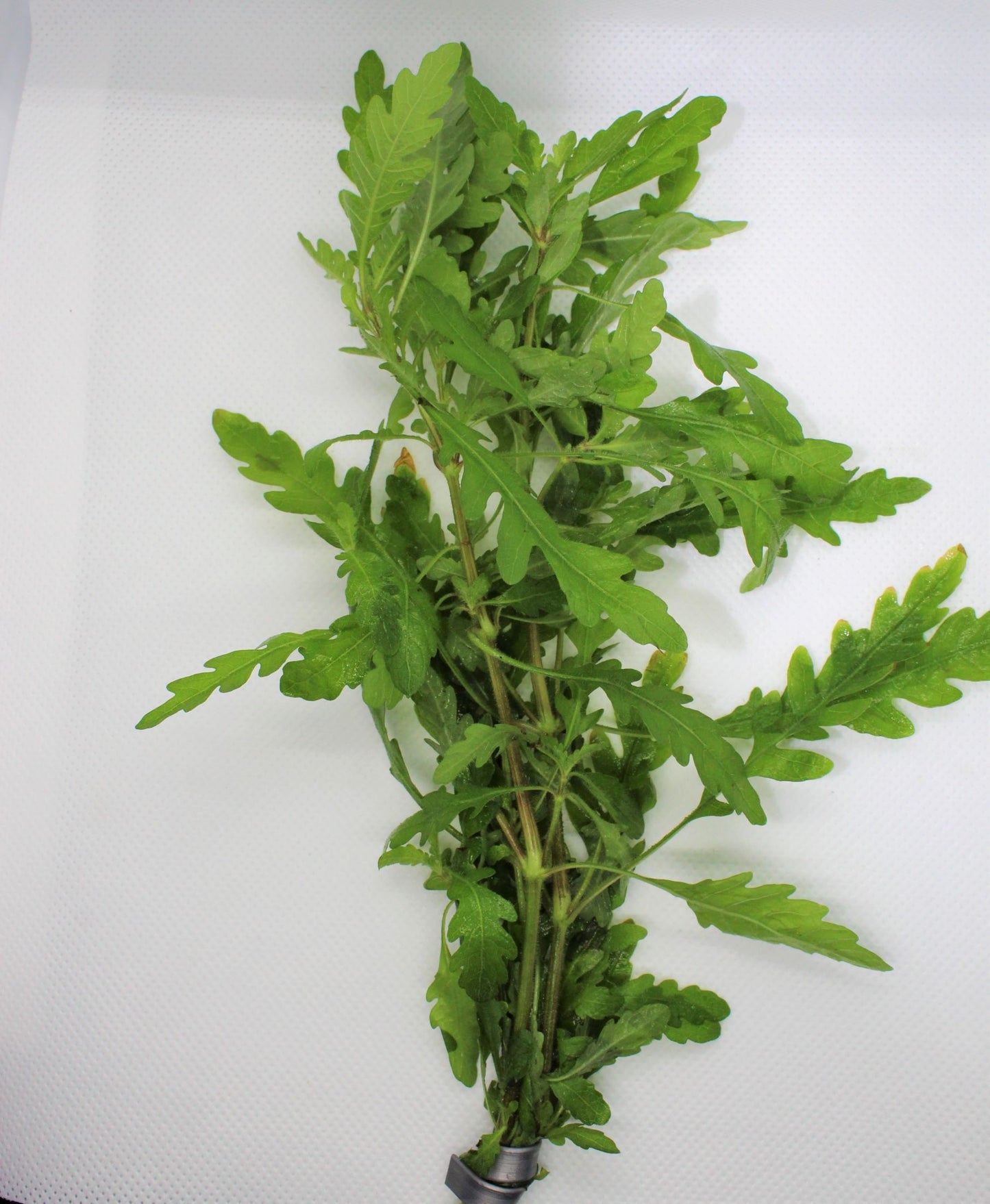Hygrophila Pinnatifida
