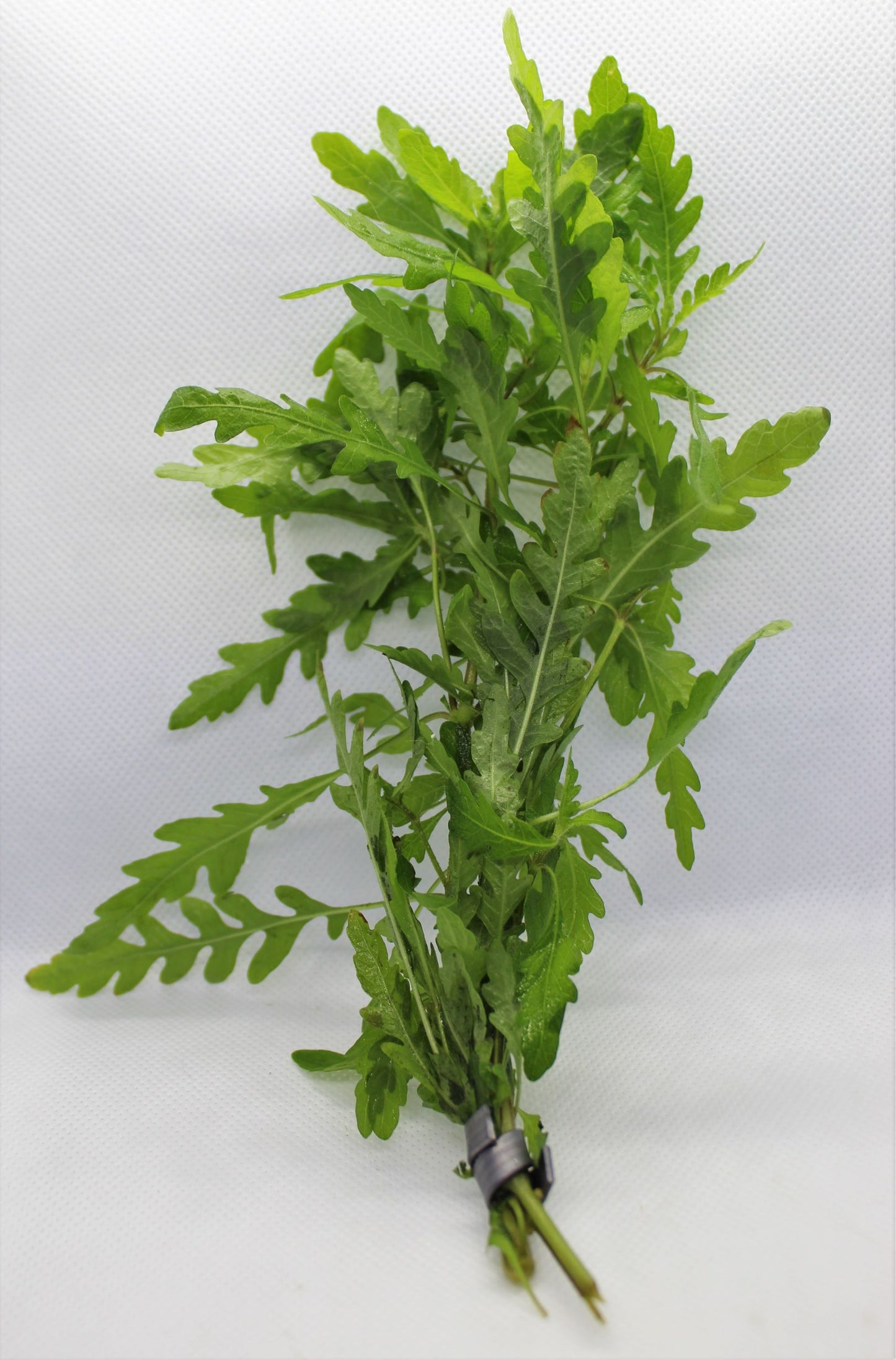 Hygrophila Pinnatifida
