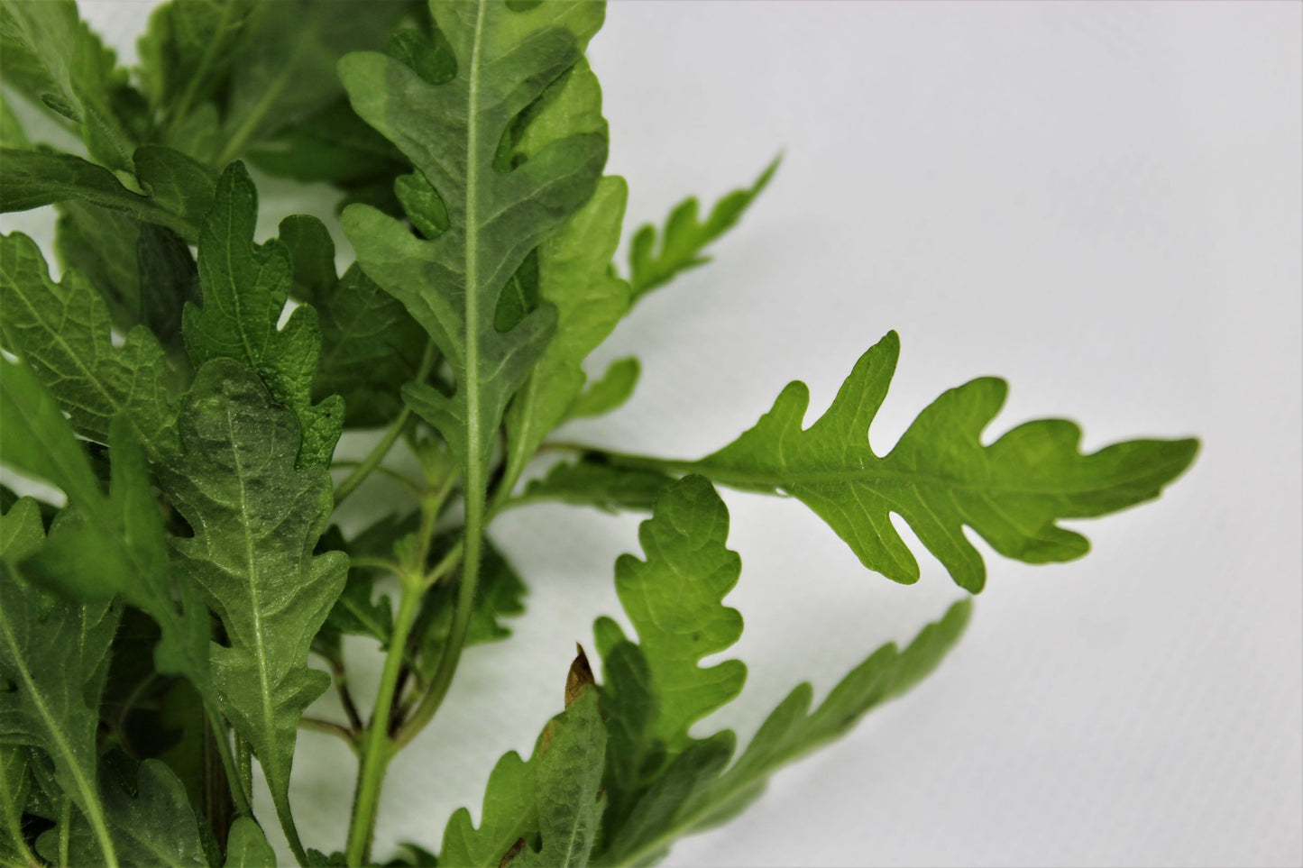Hygrophila Pinnatifida