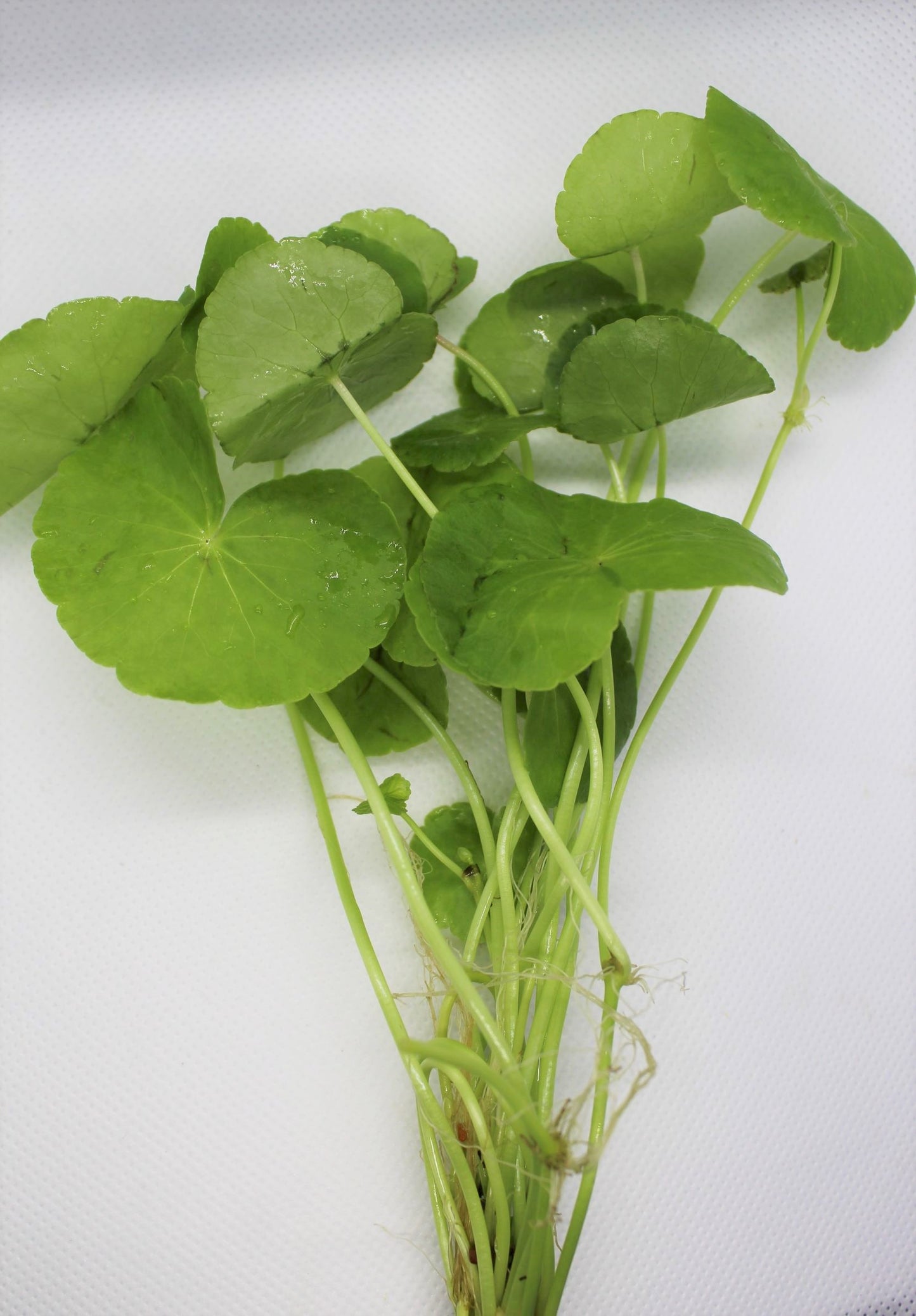 Brazilian Pennywort (Hydrocotyle Verticillata)