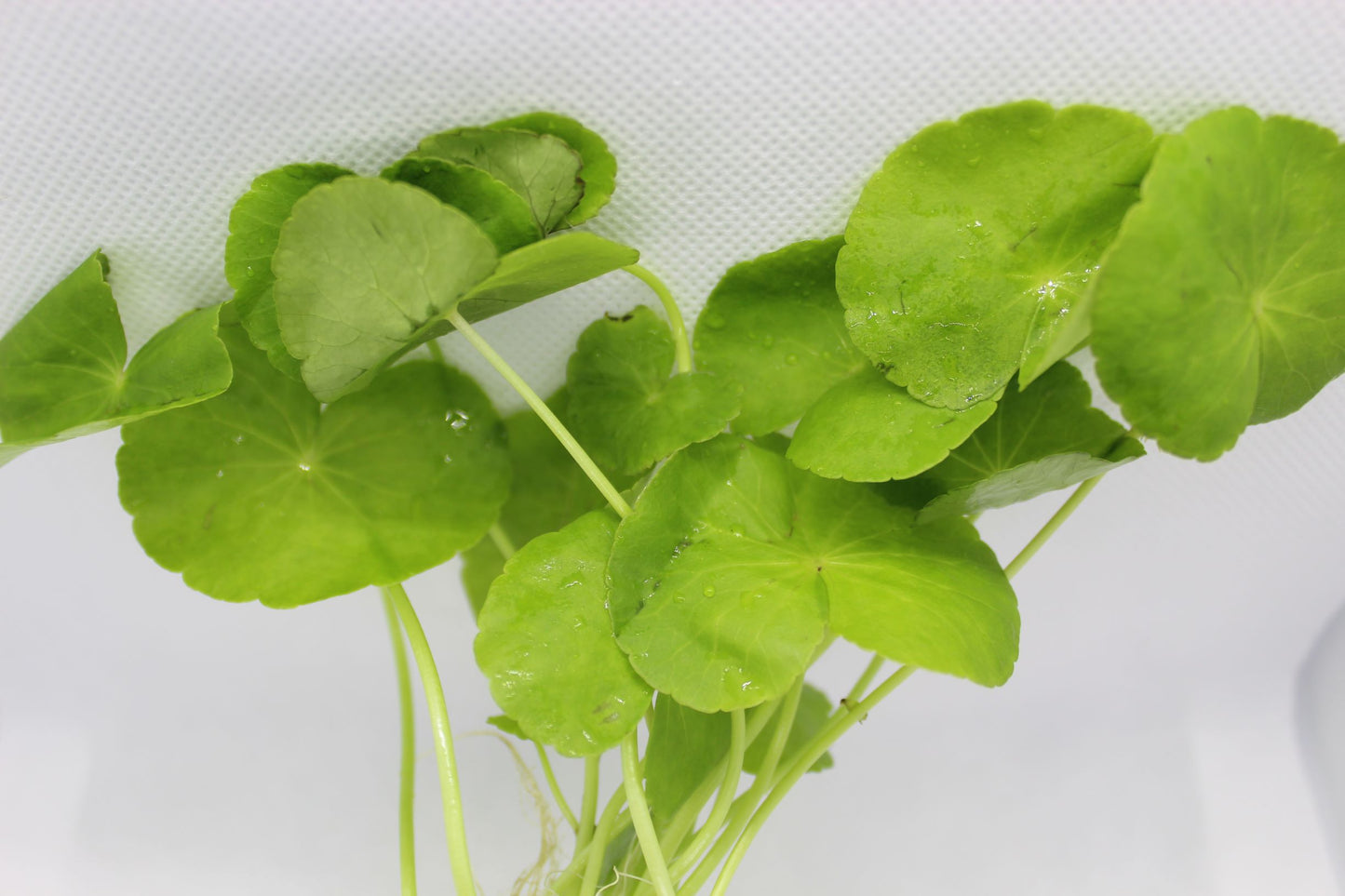 Brazilian Pennywort (Hydrocotyle Verticillata)